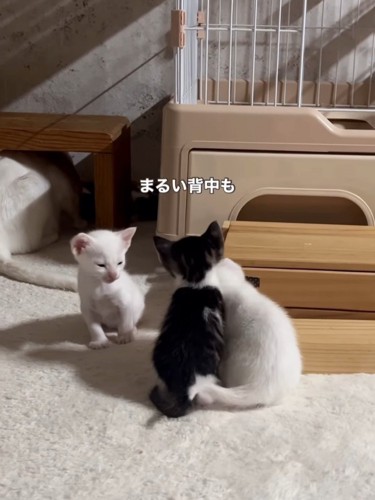 3匹の子猫