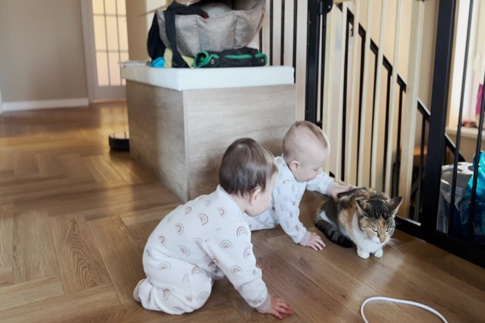 双子の赤ん坊に追い詰められる猫