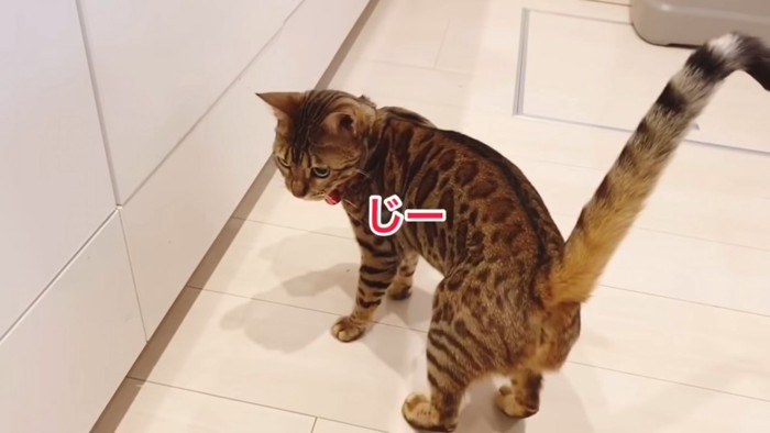 下を見つめる猫