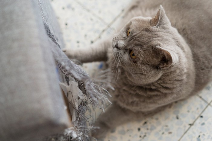 ソファーを破壊する猫