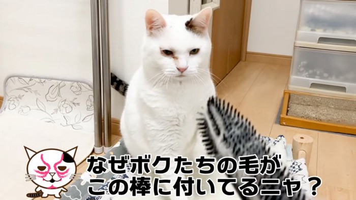 睨む猫