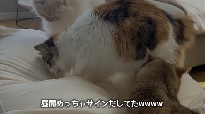 ソファを掘るように蹴る猫