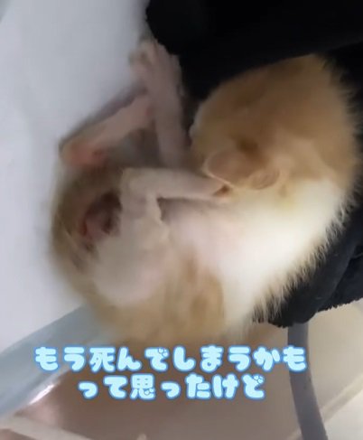 茶トラ子猫が丸まっている