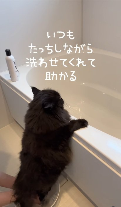 おふろでつかまり立ちをして洗われている黒猫
