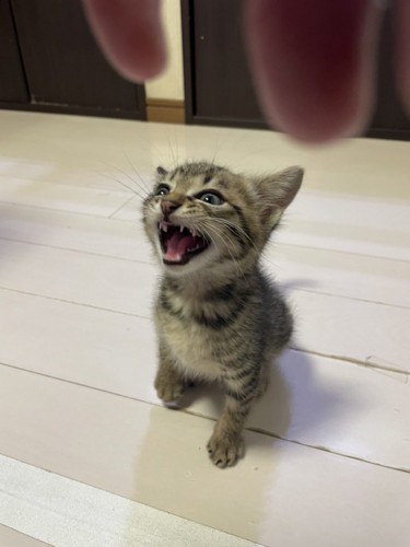 鳴いている子猫