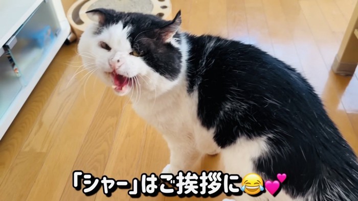 ママを威嚇する白黒猫