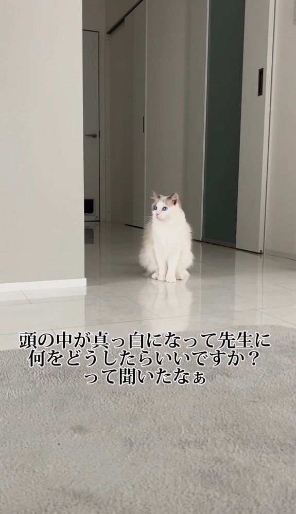 座っている猫