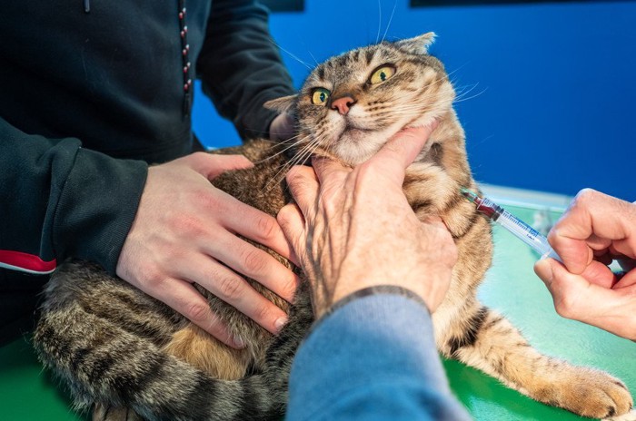 採血される猫