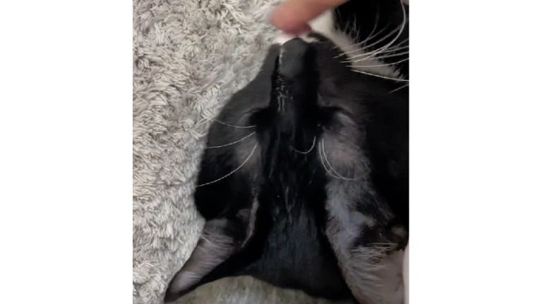 舌を出している猫