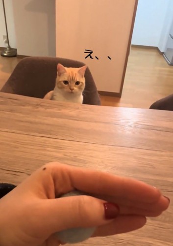 驚く猫