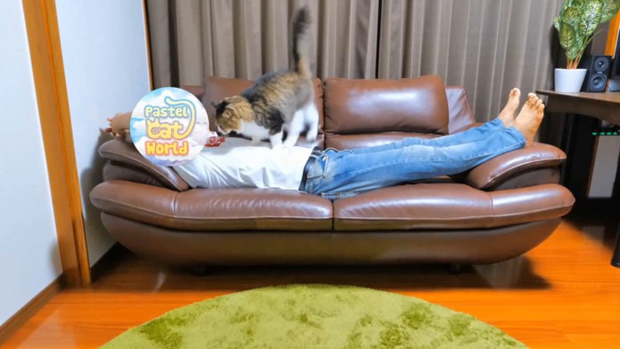 人のお腹に立つ猫