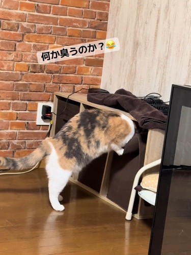 箱に頭を入れる猫