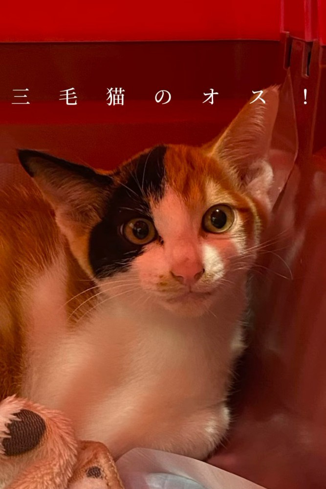 キャリーの中にいる子猫