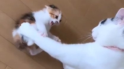 威嚇する子猫
