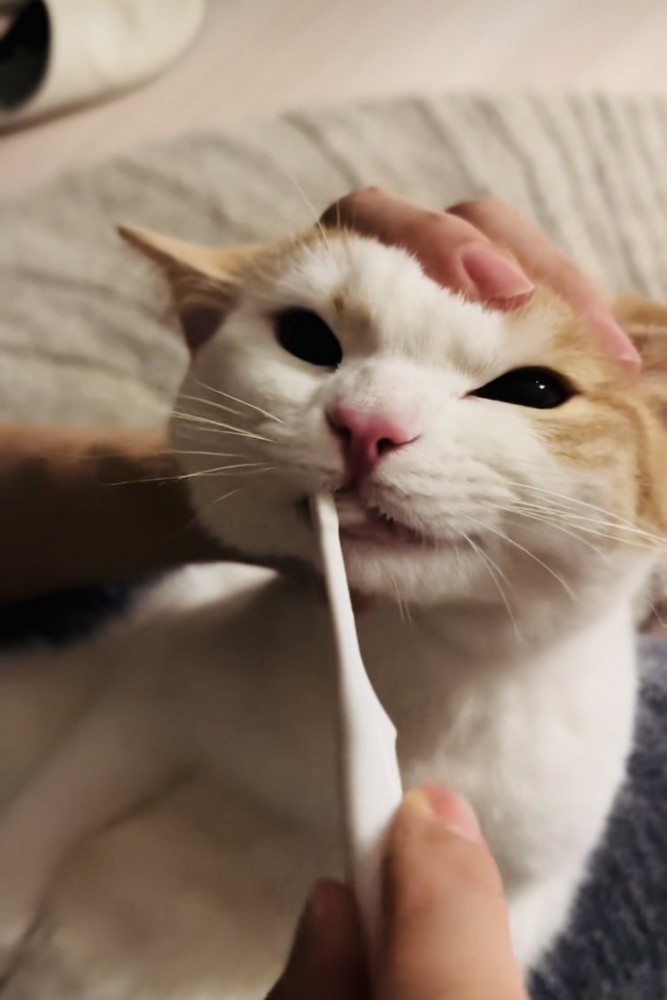 パパに歯磨きをされるマンチカン