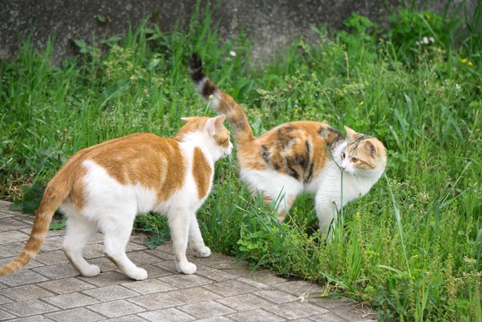 においをかごうとする猫と振り返る猫