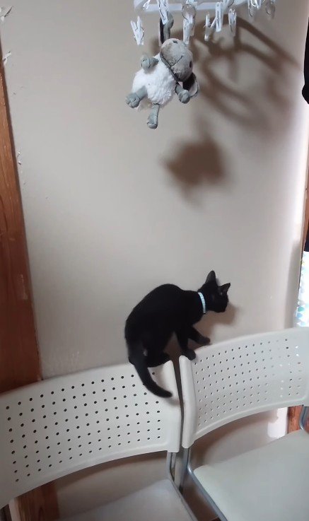 椅子の背もたれにのった子猫