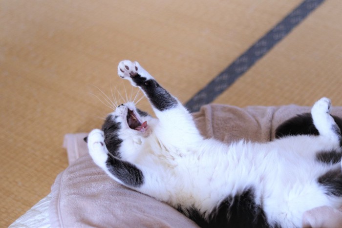 クッションの上でヘソ天しながらあくびする猫