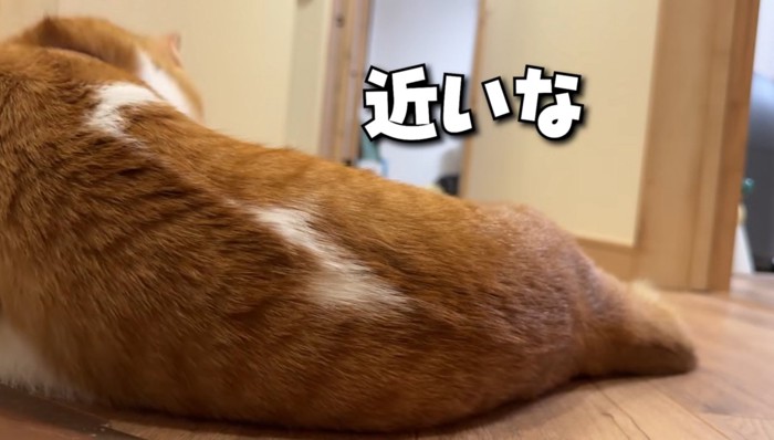 廊下で寝そべる猫