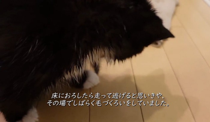 毛づくろいする子猫