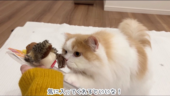 新しいおもちゃの匂いを嗅ぐ猫