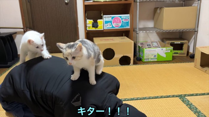 丸くなる飼い主に乗る2匹の猫