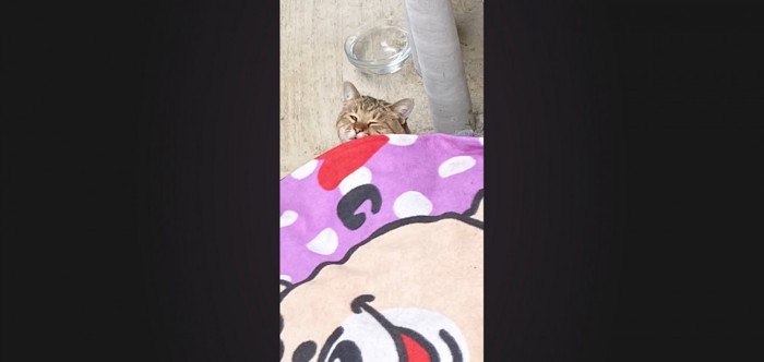 毛布をかけて