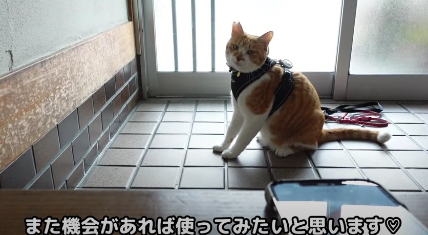 玄関でハーネスを付ける猫