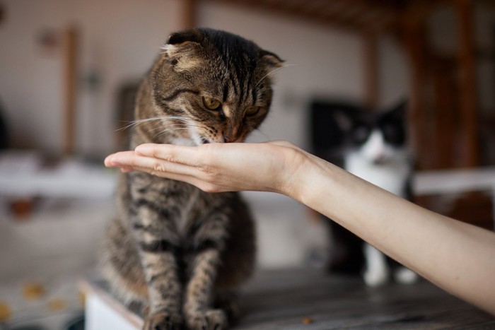 人の手からおやつをもらう猫