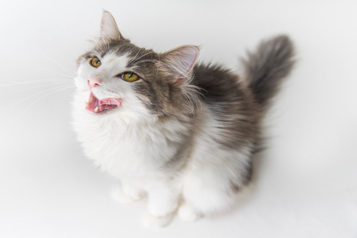 ノルウェージャンフォレストキャット