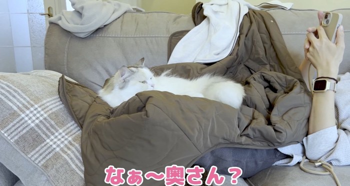 体の上の猫