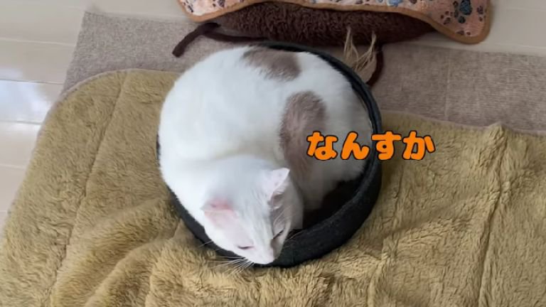 室内にいる猫