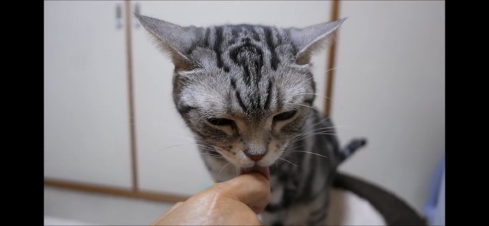 指を舐める猫