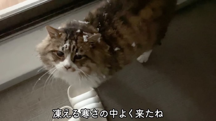 雪を乗せた猫