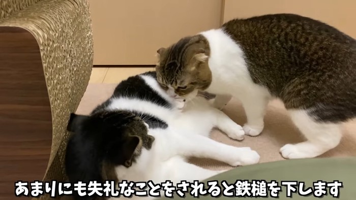 立ち耳猫の足を噛む折れ耳猫