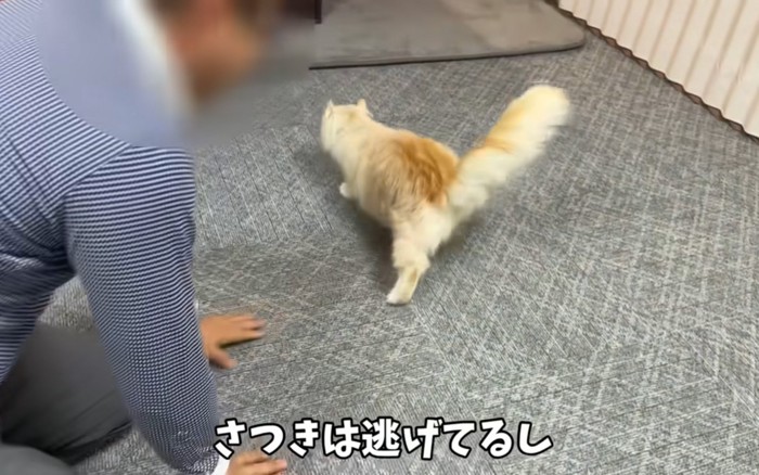 逃げる猫