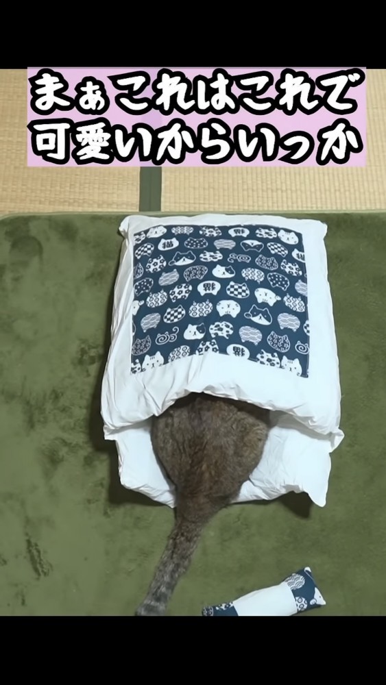 布団を堪能する猫