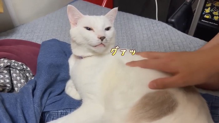 撫でられる猫