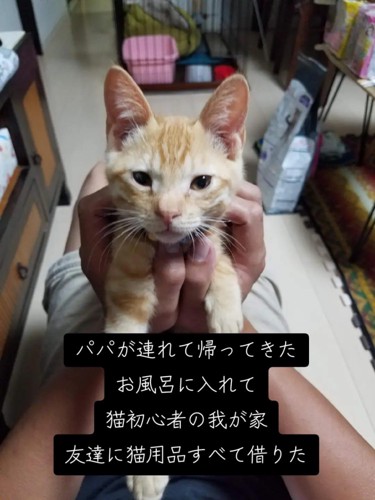 手で持たれる子猫
