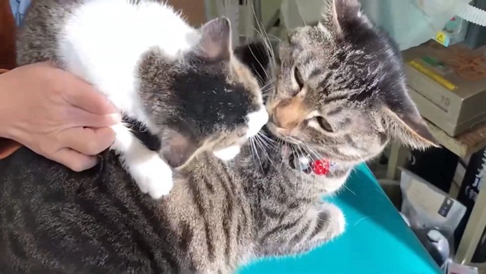 成猫と子猫が向き合う姿