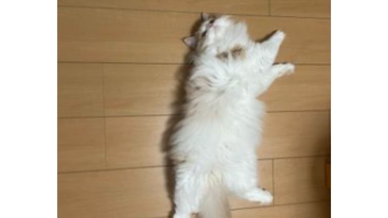 寝転ぶ猫