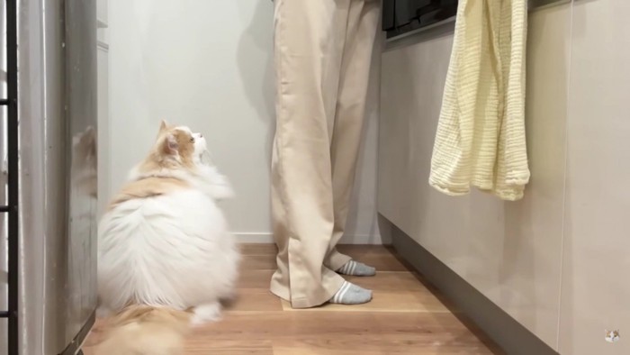人と猫