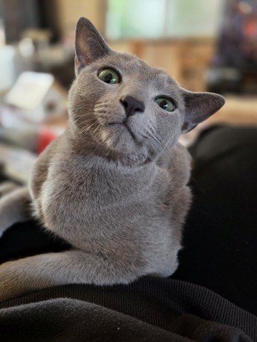 上から目線の猫