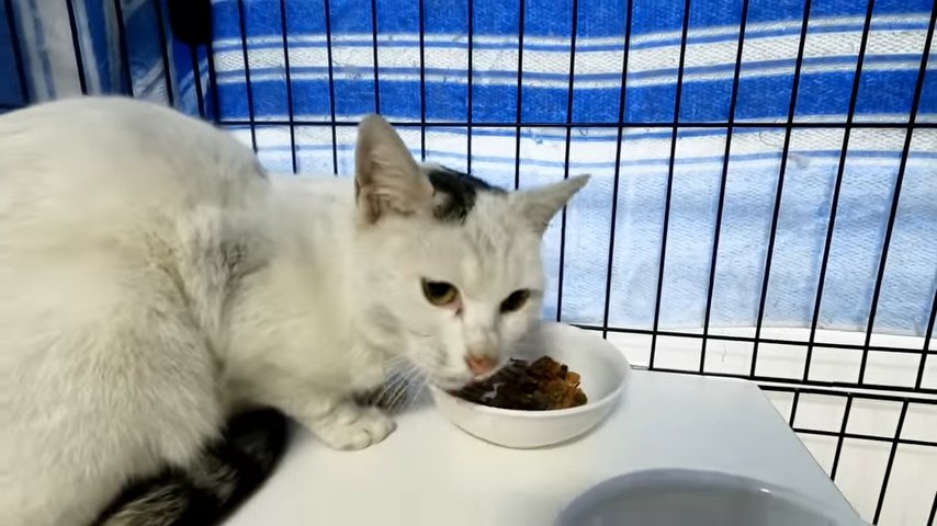 ご飯を食べる猫