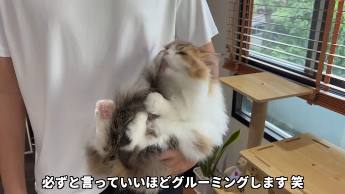 しっぽをなめる猫