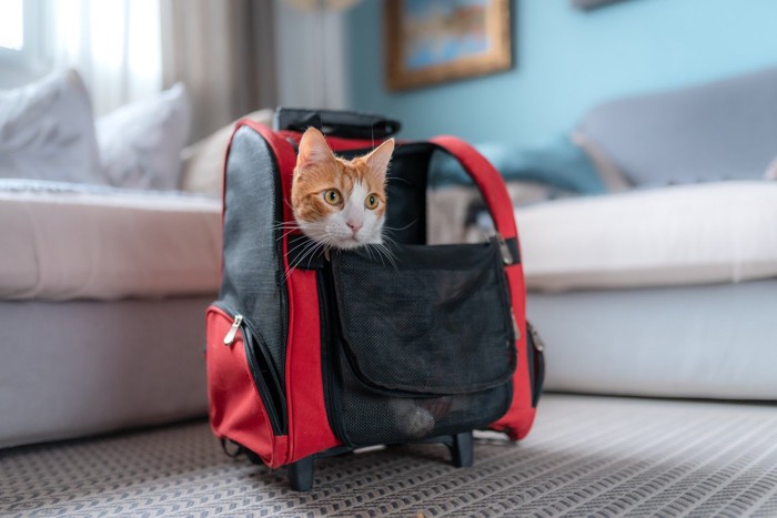 バックパックに入る猫
