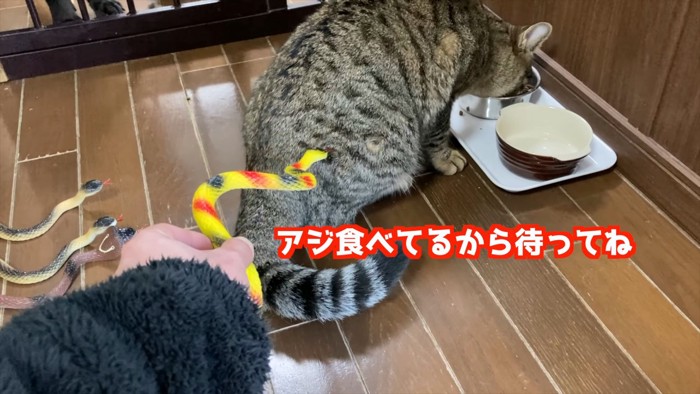 オモチャのヘビでなでられる猫