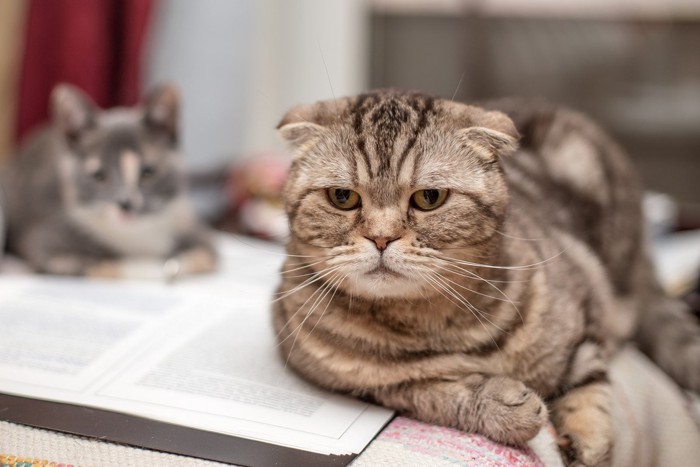 書類の上でにらむ猫