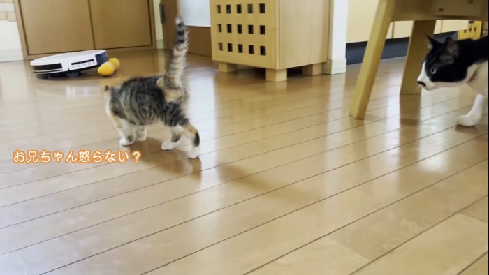 子猫を追いかける猫