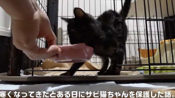 ご飯を食べる子猫